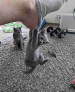 Purebred Russian blue baby available at the best selling price